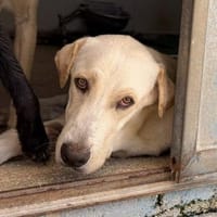 Tano im Tierheim Sulzbach, Hund zur Adoption