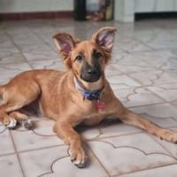 Mimo im Tierheim Sulzbach, Hund zur Adoption