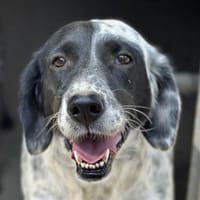 Orla, geb. 05/2022, 53639 Königswinter, Hündin zur Adoption