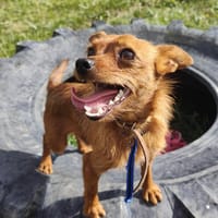 CRICKET, chien à adopter