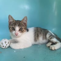 GLEMA, chatte à adopter
