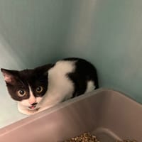 SISSOKO, chat à adopter