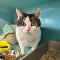 CALIN, chat à adopter