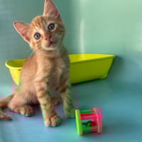 NESQUIK, chat à adopter