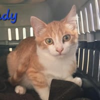 andy, chat à adopter