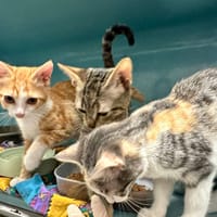 LUNOBI, chatte à adopter