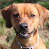 Jodie, chienne à adopter