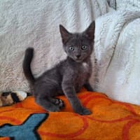 ASHOKA, chat à adopter