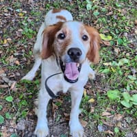 PRESTO, chien à adopter