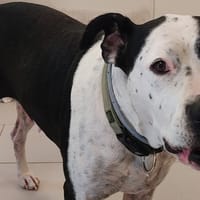 PLATINE, chienne à adopter