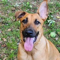 ACE, chien à adopter