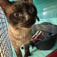 GHOST, chat à adopter