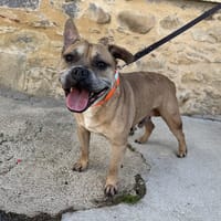 SIMBA HAA24590, chien à adopter