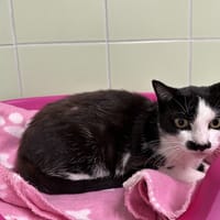 OUPS, chatte à adopter