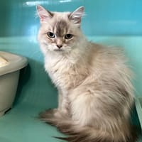 KENZY, chatte à adopter
