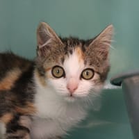 Flake, chatte à adopter