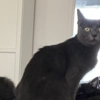 AUTHENTIC, chatte à adopter