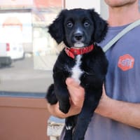 PECHE HAA24553, chienne à adopter