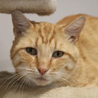 Franklin, chat à adopter
