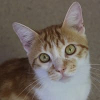 stanislas, chat à adopter