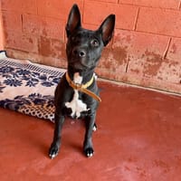 Everest PAA23009, chienne à adopter