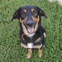 TOKYO, chien à adopter