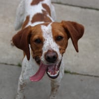 Oxy, chienne à adopter