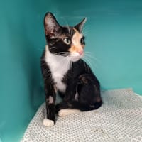 HISAME, chatte à adopter