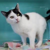 switch, chatte à adopter