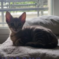 Gustave, chat à adopter
