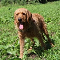 JODOK, chien à adopter
