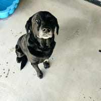 STUWART, chien à adopter