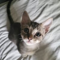 Verso, chatte à adopter
