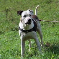 JACKPOT, chien à adopter