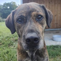 TRESOR, chien à adopter