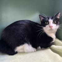 TOJI, chat à adopter