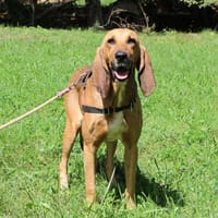 GAROU, chien à adopter