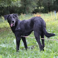LYNELLE, chienne à adopter