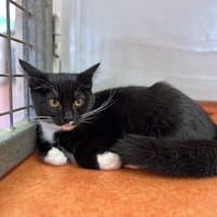 PASTELE, chatte à adopter