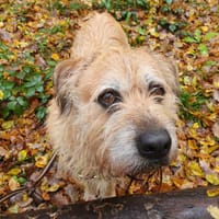 DJANGO, chien à adopter