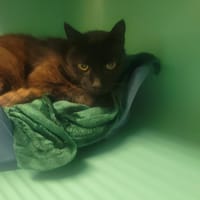 GIMS, chat à adopter