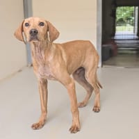 ELIOTT, chien à adopter