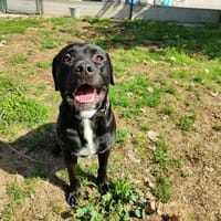 SULTAN, chien à adopter