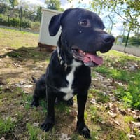 SULTAN, chien à adopter
