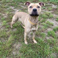 dorothee paa23004, chienne à adopter