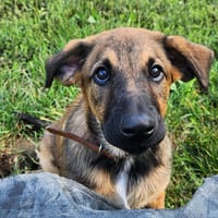 SARAYA, chienne à adopter