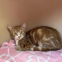 ROUCHA, chatte à adopter