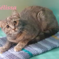 Mélissa, chatte à adopter