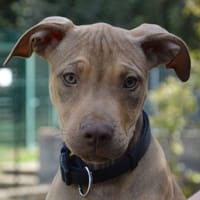 MIMOSA CHAO, chienne à adopter
