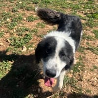 COOPER, chien à adopter